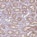 NTN4 Antibody in Immunohistochemistry (Paraffin) (IHC (P))