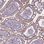 NTN4 Antibody in Immunohistochemistry (Paraffin) (IHC (P))