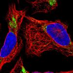 DDT Antibody in Immunocytochemistry (ICC/IF)