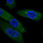 EBPL Antibody in Immunocytochemistry (ICC/IF)