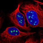 NOP56 Antibody in Immunocytochemistry (ICC/IF)