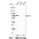 NOP56 Antibody