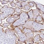 MDFI Antibody in Immunohistochemistry (Paraffin) (IHC (P))