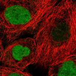 GMNN Antibody in Immunocytochemistry (ICC/IF)