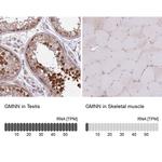 GMNN Antibody