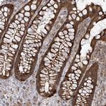 eIF3c Antibody in Immunohistochemistry (Paraffin) (IHC (P))