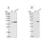 WDR18 Antibody in Western Blot (WB)