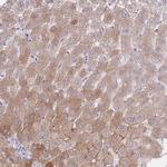 HRG Antibody in Immunohistochemistry (Paraffin) (IHC (P))