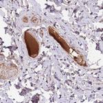 HRG Antibody in Immunohistochemistry (Paraffin) (IHC (P))