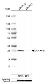 UQCRFS1 Antibody in Western Blot (WB)