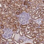 MRPS11 Antibody in Immunohistochemistry (IHC)