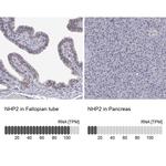 NHP2 Antibody