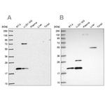 NHP2 Antibody in Western Blot (WB)