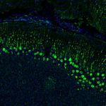 DPP6 Antibody in Immunohistochemistry (Paraffin) (IHC (P))