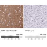 DPP6 Antibody in Immunohistochemistry (Paraffin) (IHC (P))