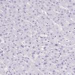 DPP6 Antibody in Immunohistochemistry (Paraffin) (IHC (P))