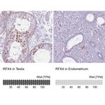 RFX4 Antibody