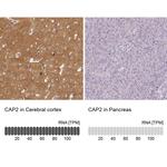 CAP2 Antibody