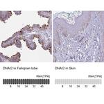 DNAI2 Antibody