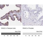 DNAI2 Antibody