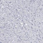 NTN3 Antibody in Immunohistochemistry (Paraffin) (IHC (P))