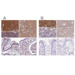 SLC8A2 Antibody in Immunohistochemistry (IHC)