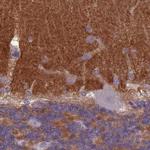 SLC8A2 Antibody in Immunohistochemistry (IHC)