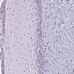 Secretin Antibody in Immunohistochemistry (Paraffin) (IHC (P))