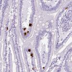 Secretin Antibody in Immunohistochemistry (Paraffin) (IHC (P))