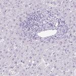 Secretin Antibody in Immunohistochemistry (Paraffin) (IHC (P))