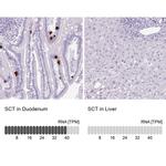 Secretin Antibody in Immunohistochemistry (IHC)