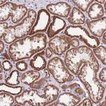 KCNH3 Antibody in Immunohistochemistry (Paraffin) (IHC (P))