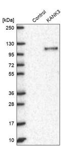 KANK3 Antibody in Western Blot (WB)