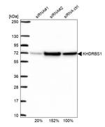 SAM68 Antibody in Western Blot (WB)