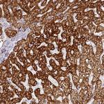 PRODH2 Antibody in Immunohistochemistry (Paraffin) (IHC (P))