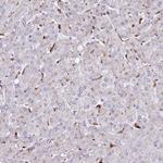 SRD5A1 Antibody in Immunohistochemistry (Paraffin) (IHC (P))