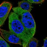 NDST2 Antibody in Immunocytochemistry (ICC/IF)