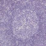 HOXC13 Antibody in Immunohistochemistry (Paraffin) (IHC (P))