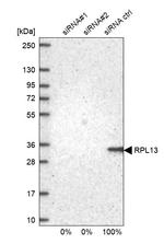 RPL13 Antibody in Western Blot (WB)