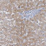 GAMT Antibody in Immunohistochemistry (Paraffin) (IHC (P))