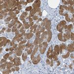 GAMT Antibody in Immunohistochemistry (Paraffin) (IHC (P))