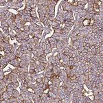 SLC7A8 Antibody in Immunohistochemistry (Paraffin) (IHC (P))