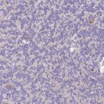 SLC38A1 Antibody in Immunohistochemistry (Paraffin) (IHC (P))