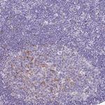 SLC38A1 Antibody in Immunohistochemistry (Paraffin) (IHC (P))