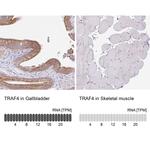 TRAF4 Antibody