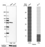 TRAF4 Antibody in Western Blot (WB)