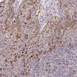 APOLD1 Antibody in Immunohistochemistry (Paraffin) (IHC (P))