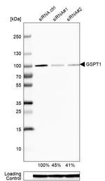 GSPT1 Antibody