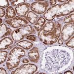 OGDHL Antibody in Immunohistochemistry (Paraffin) (IHC (P))