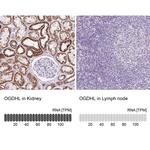 OGDHL Antibody